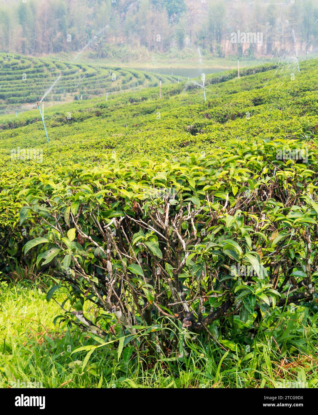 Thai tea plants,regularily sprinkled with water to keep healthy,in one of Thailand's big tea growing areas. A hazy,smokey landscape,during Thailand's Stock Photo