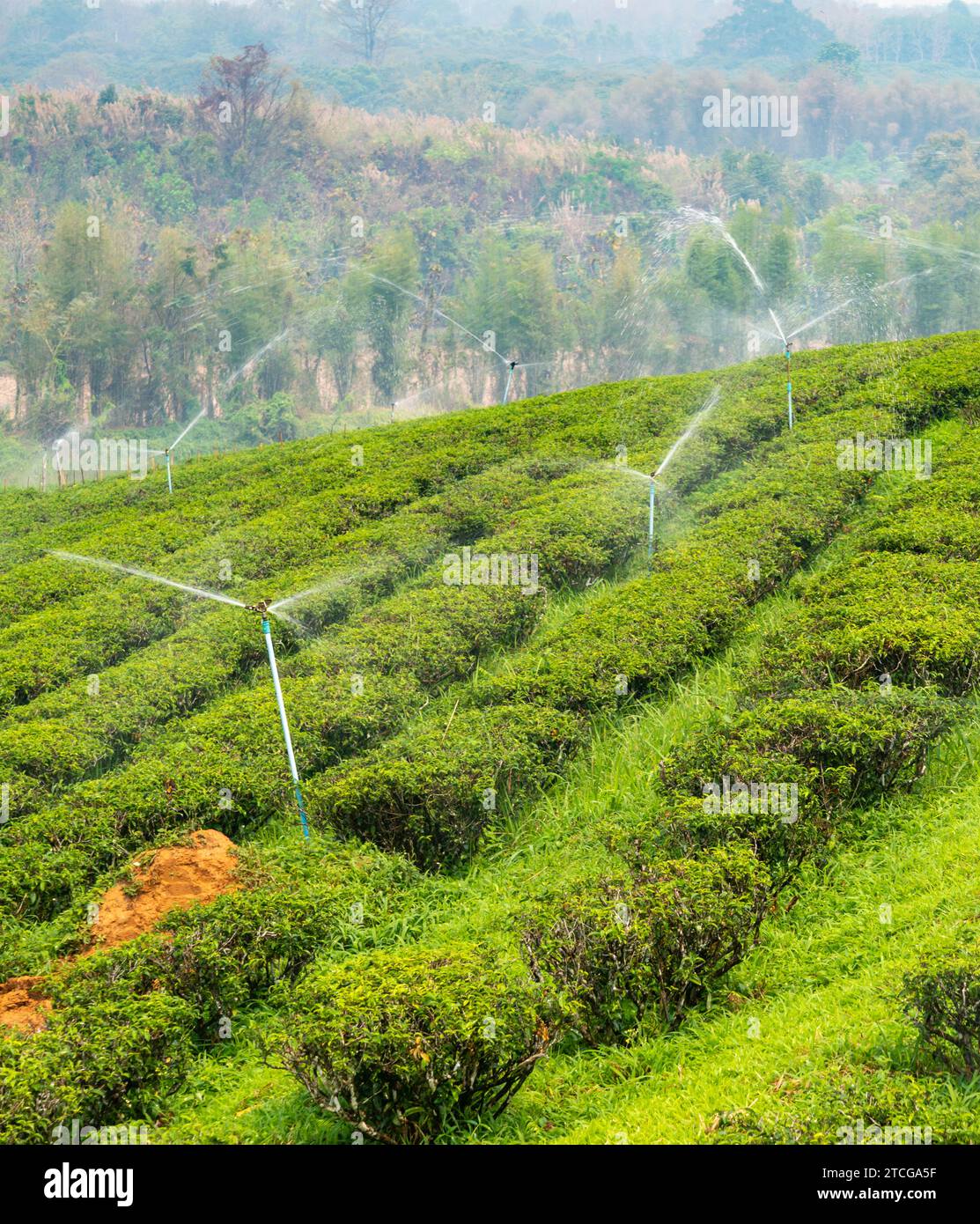 Hundreds of rows of lush Thai tea plants,regularily sprinkled with water to keep healthy,in one of Thailand's big tea growing areas. A hazy,smokey lan Stock Photo