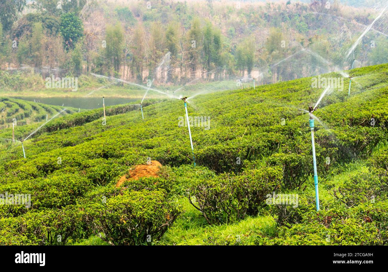 Hundreds of rows of lush Thai tea plants,regularily sprinkled with ...