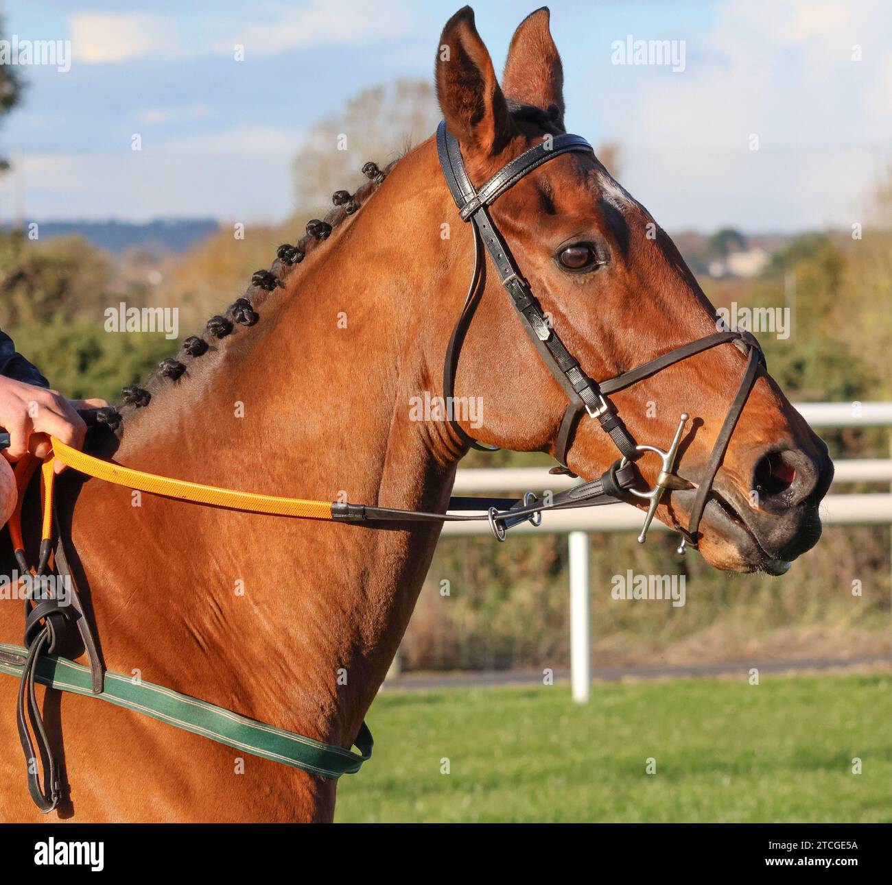 Down Royal Racecourse, Lisburn, Northern Ireland. 10th Nov 2023. The Ladbrokes Festival of Racing (Day 1) - the BOTTLEGREEN HURDLE (GRADE 3). Racehorse I Don't Get It (3) ridden by jockey Neill McCluskey. Stock Photo