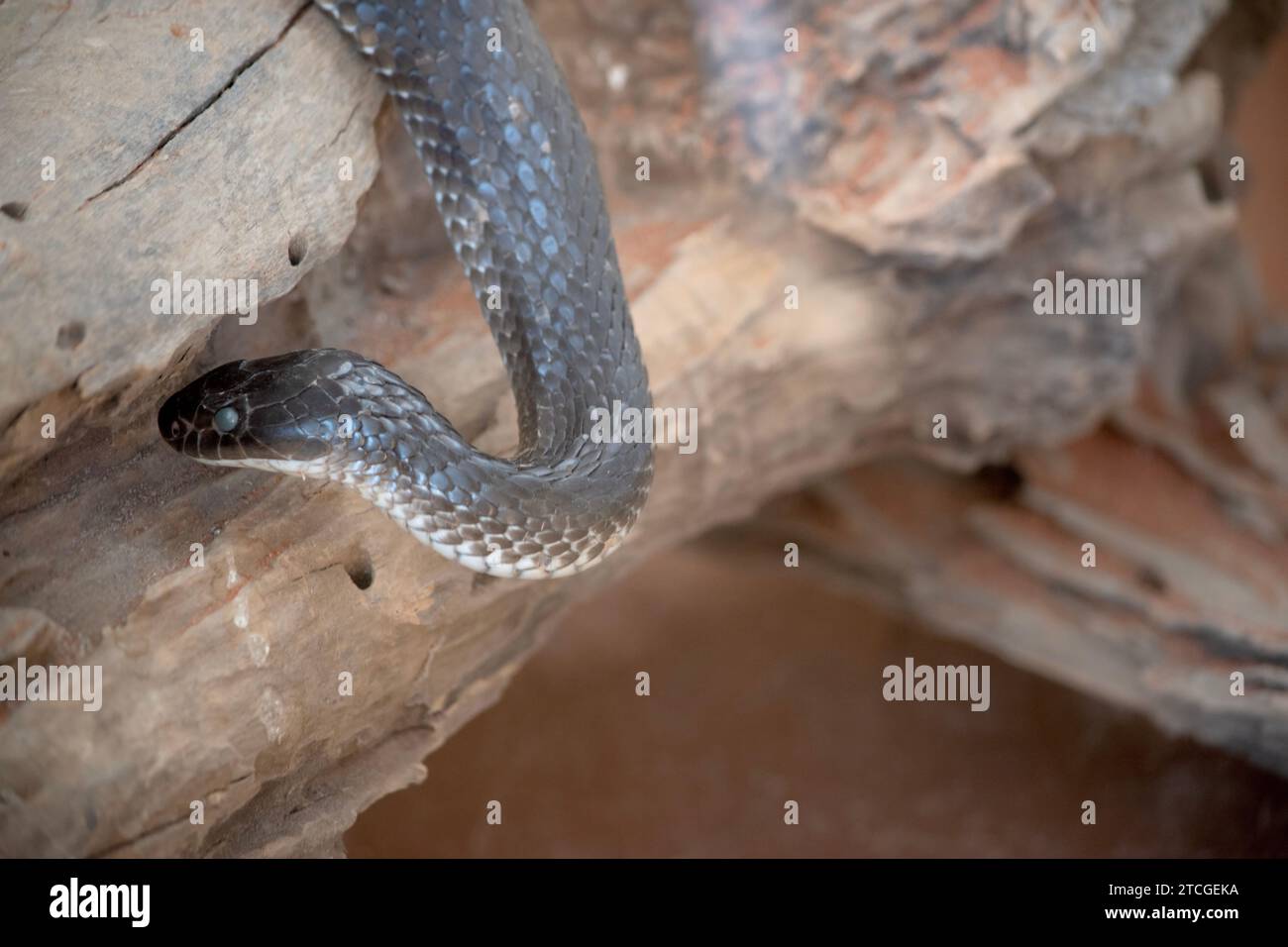 the tiger snake is slithering on a log Stock Photo