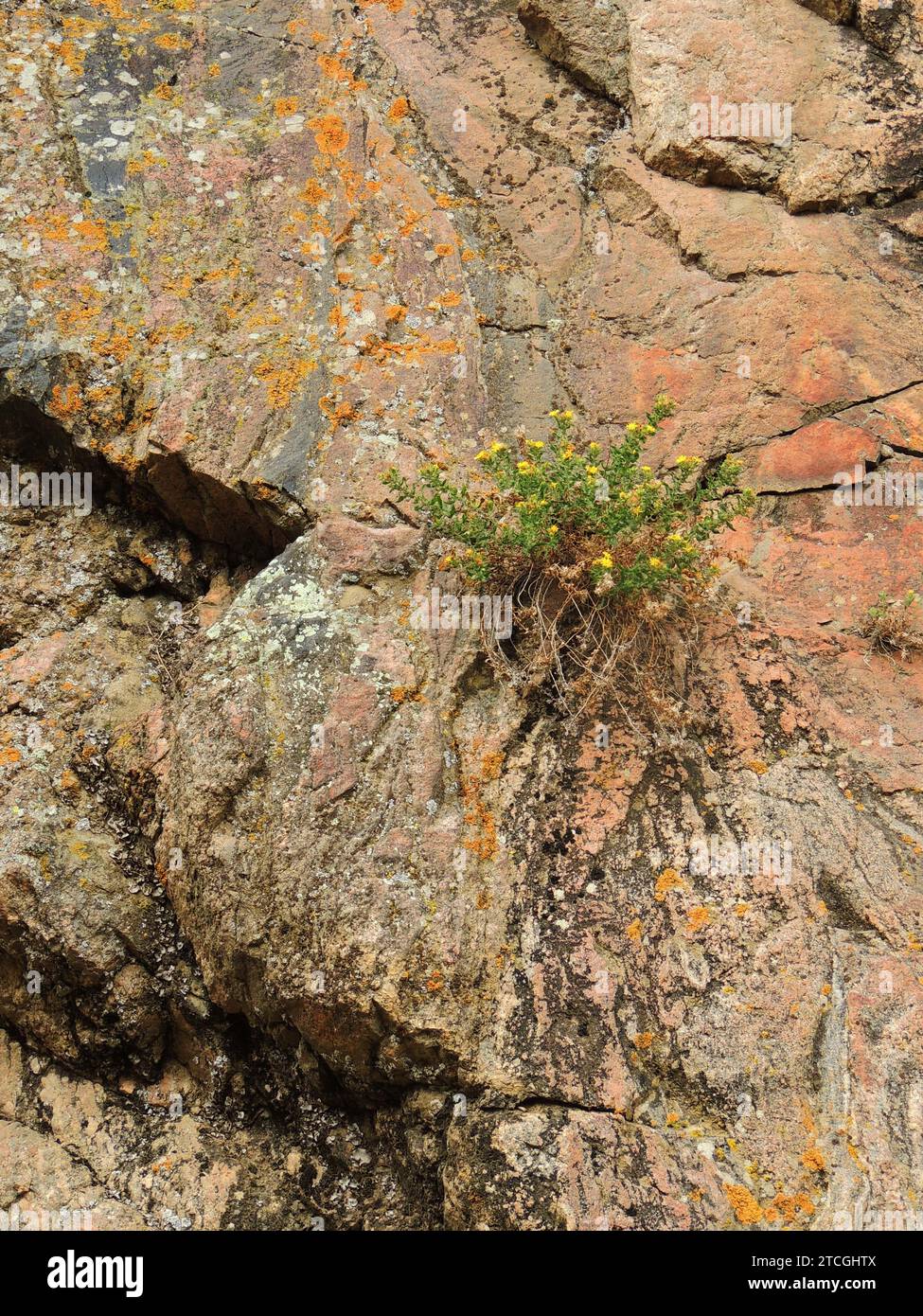 yellow aster wildflowers and colorful orange lichen on the pink granite canyon walls in waterton canyon, littleton, colorado Stock Photo