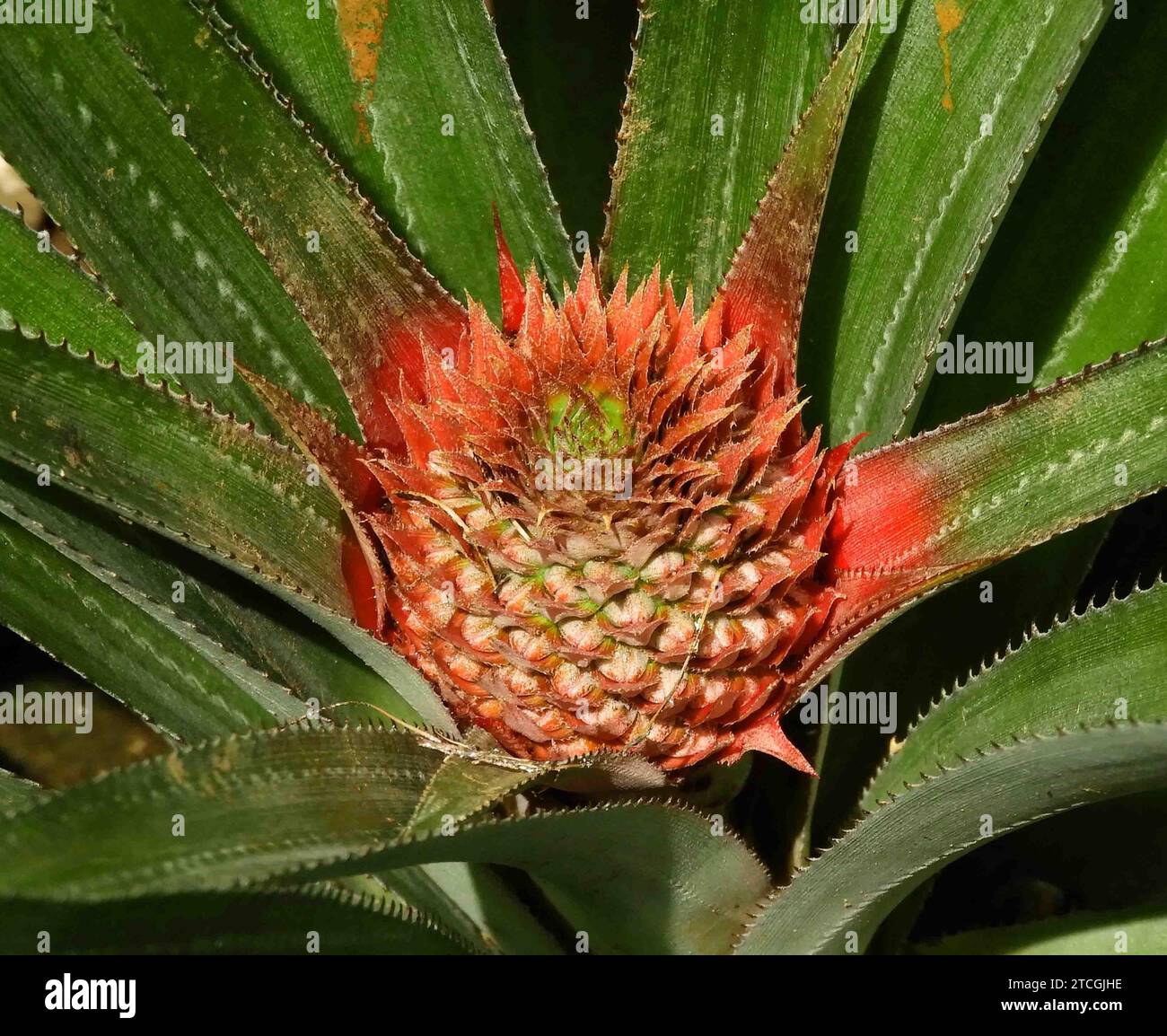 red pineapple on its parent plant in alotau, papua new guinea  in the south pacific Stock Photo