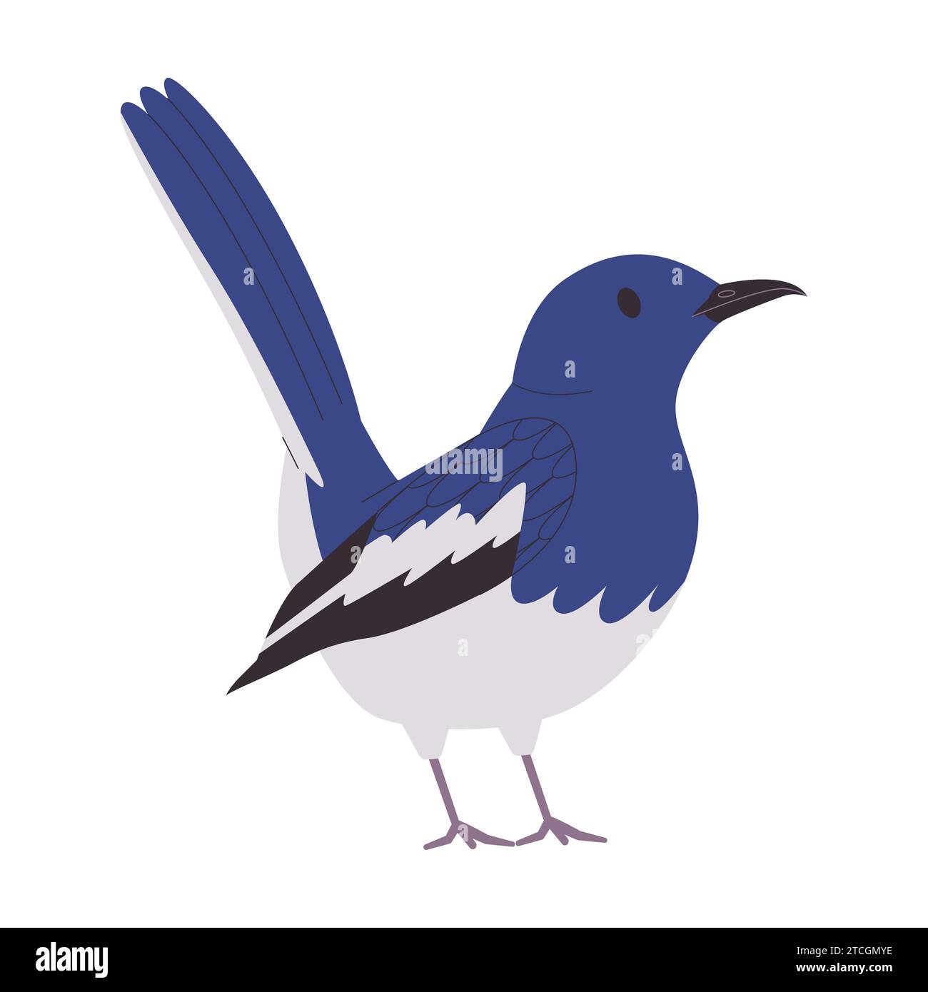 blue and white color small bird magpie robin species pretty cute nature animal wildlife creature Stock Vector