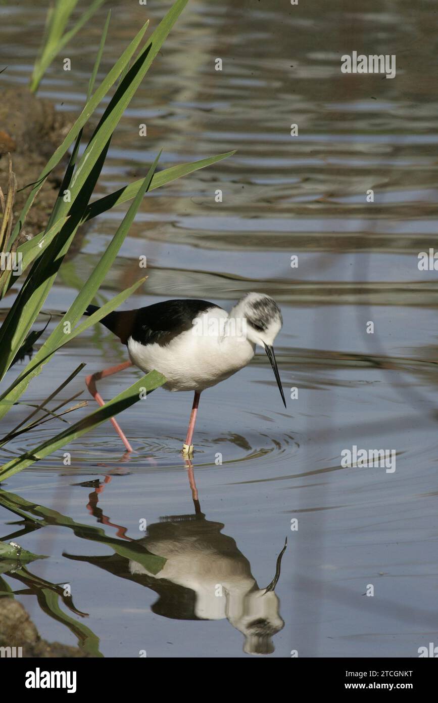 El Rocío Huelva 01-18-2006 report for Abc de los Domingos about the control carried out on Migratory Birds in the Doñana National Park and its surroundings photo Jaime García in the image the stilt. Credit: Album / Archivo ABC / Jaime García Stock Photo