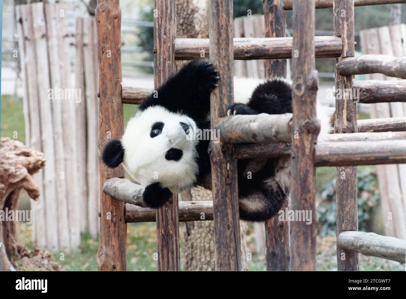 Madrid, January 1984. Casa de Campo Zoo. Chu Lin panda bear. Credit: Album / Archivo ABC Stock ...