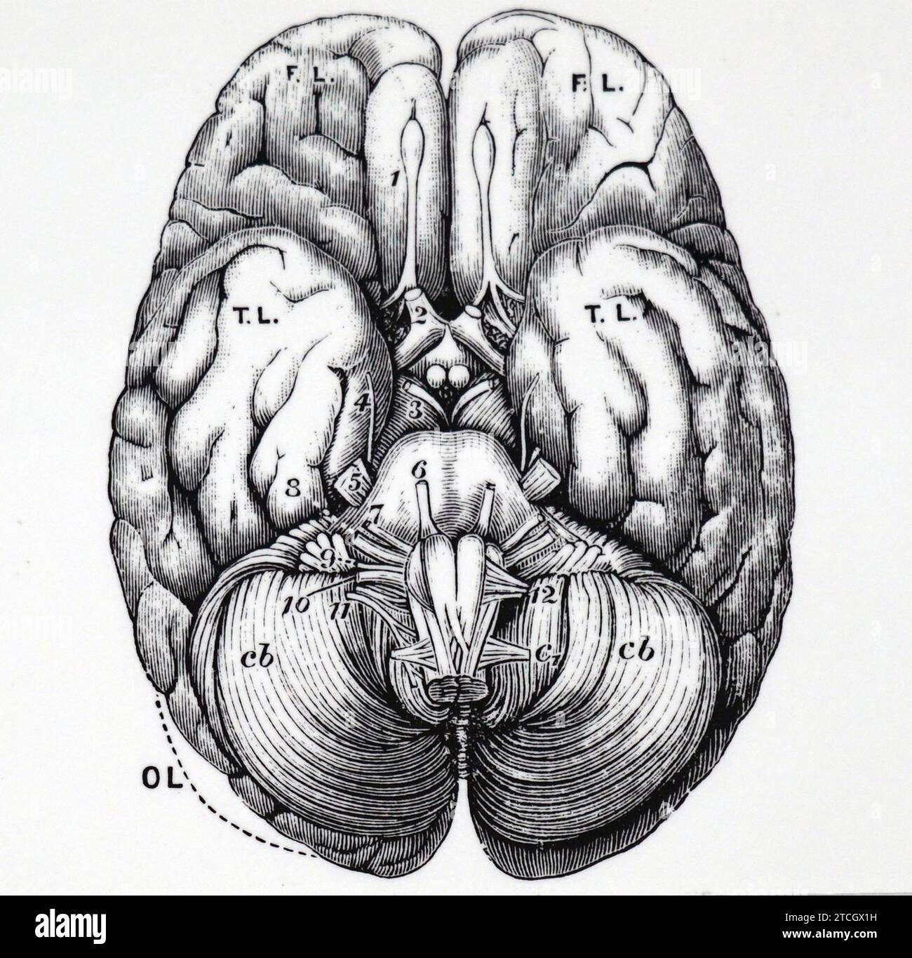 Base of human brain, illustration Stock Photo - Alamy
