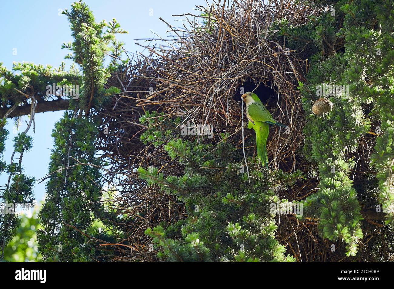 Madrid, 05/07/2021. Eugenia de Montijo Park, Carabanchel. Given the proliferation of the Argentine Parakeet (Myiopsitta monachus) and its enormous communal nests, the Madrid city council is going to proceed to sterilize the eggs and eliminate nests to fight against this bird considered a pest. Photo: Guillermo Navarro. ARCHDC. Credit: Album / Archivo ABC / Guillermo Navarro Stock Photo