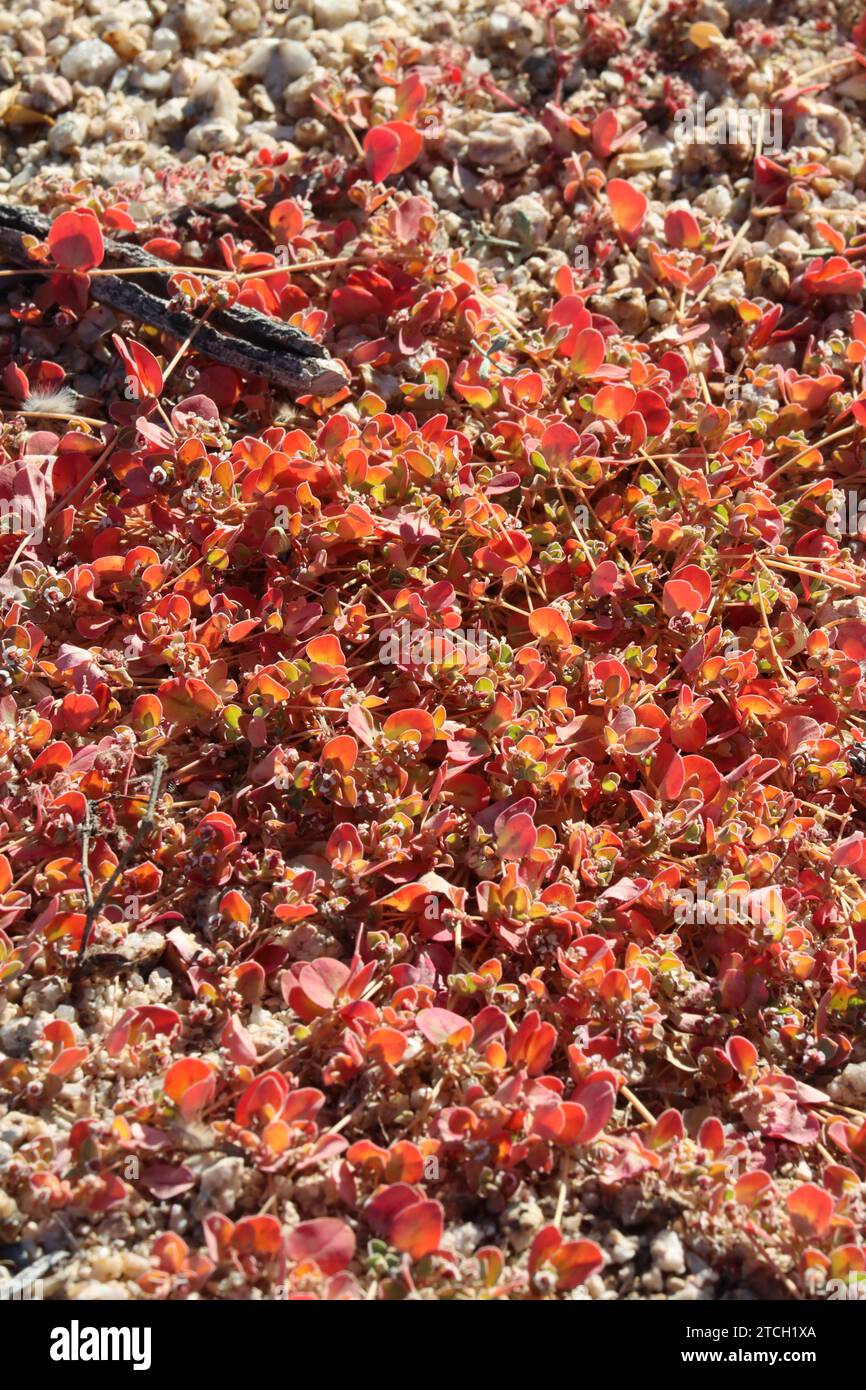 Whitemargin Sandmat, Euphorbia Albomarginata, displaying aging simple opposite glabrous ovately oblong leaves during Autumn in the Eagle Mountains. Stock Photo