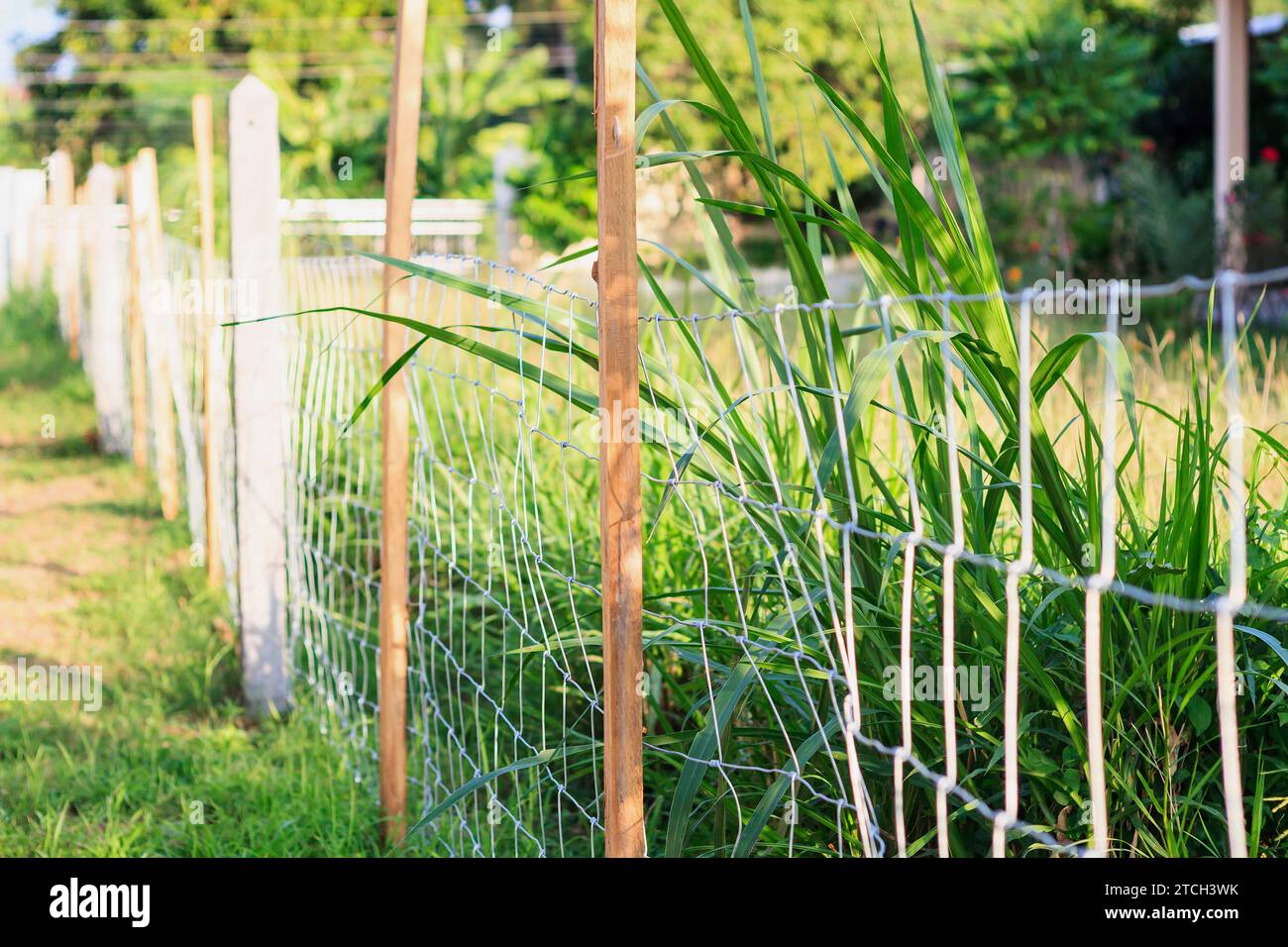 Metal fence wire and green grass Stock Photo - Alamy