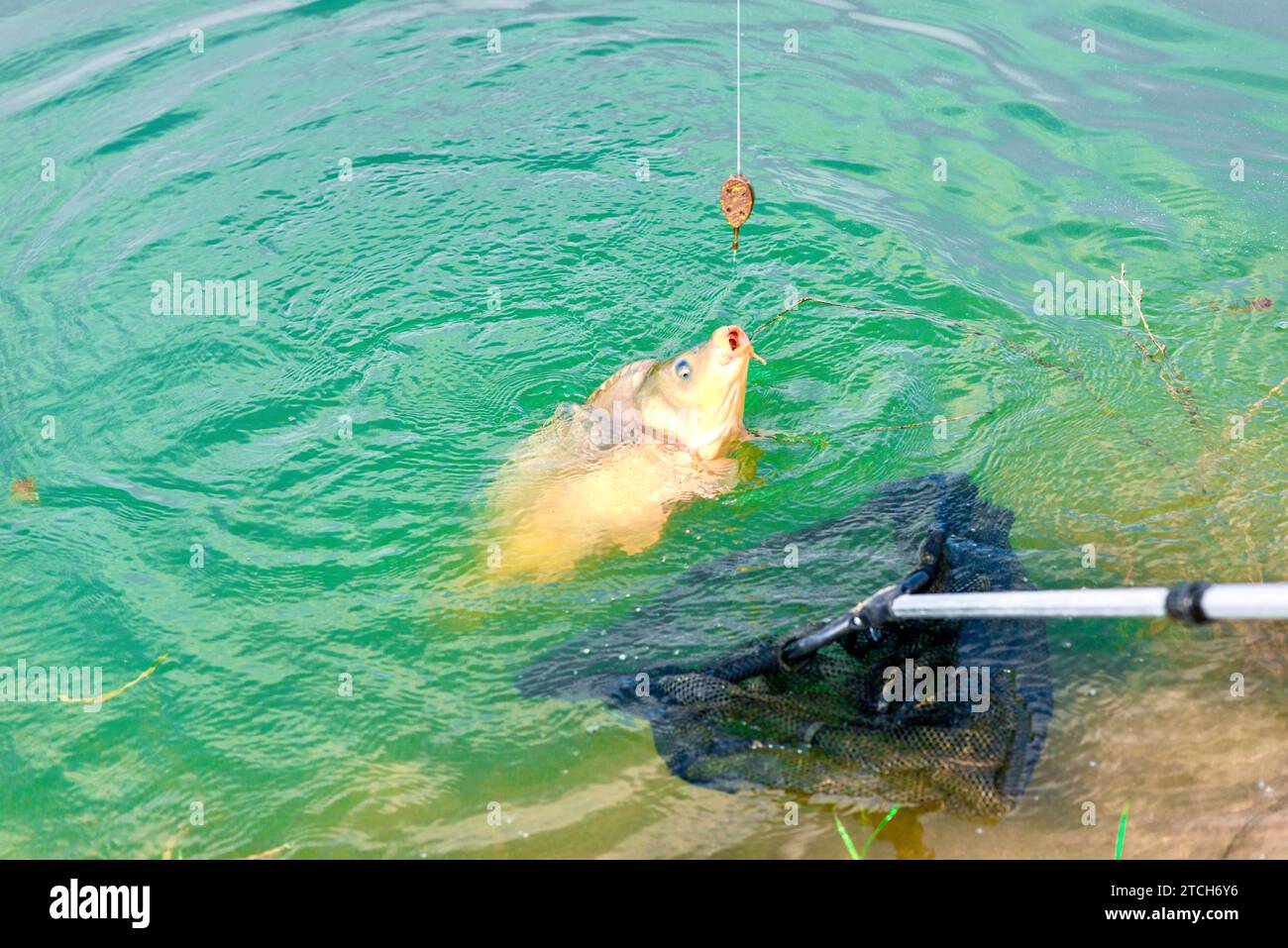 Carp caught on a fishing rod in the water of Lake. Stock Photo