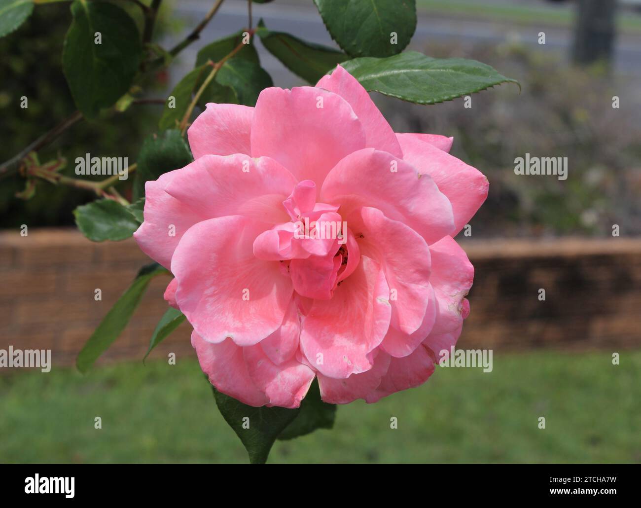 Nature flower rose hi-res stock photography and images - Alamy