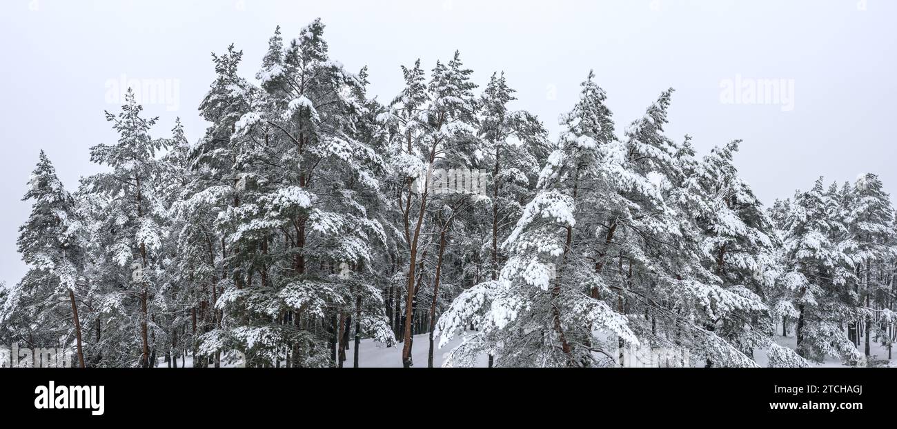 beautiful winter landscape with snow covered trees. panoramic aerial photography with drone. Stock Photo