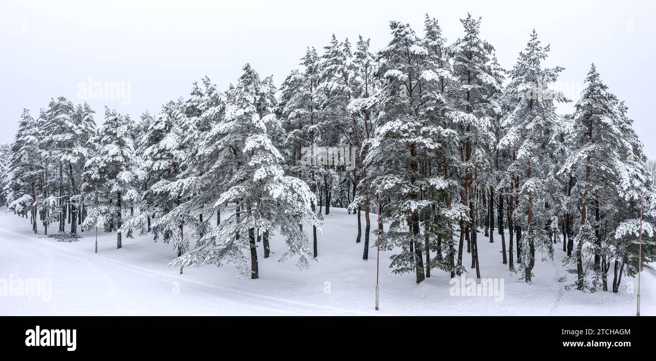 panoramic view of the snowy park with white trees in the snow. aerial drone photo. Stock Photo
