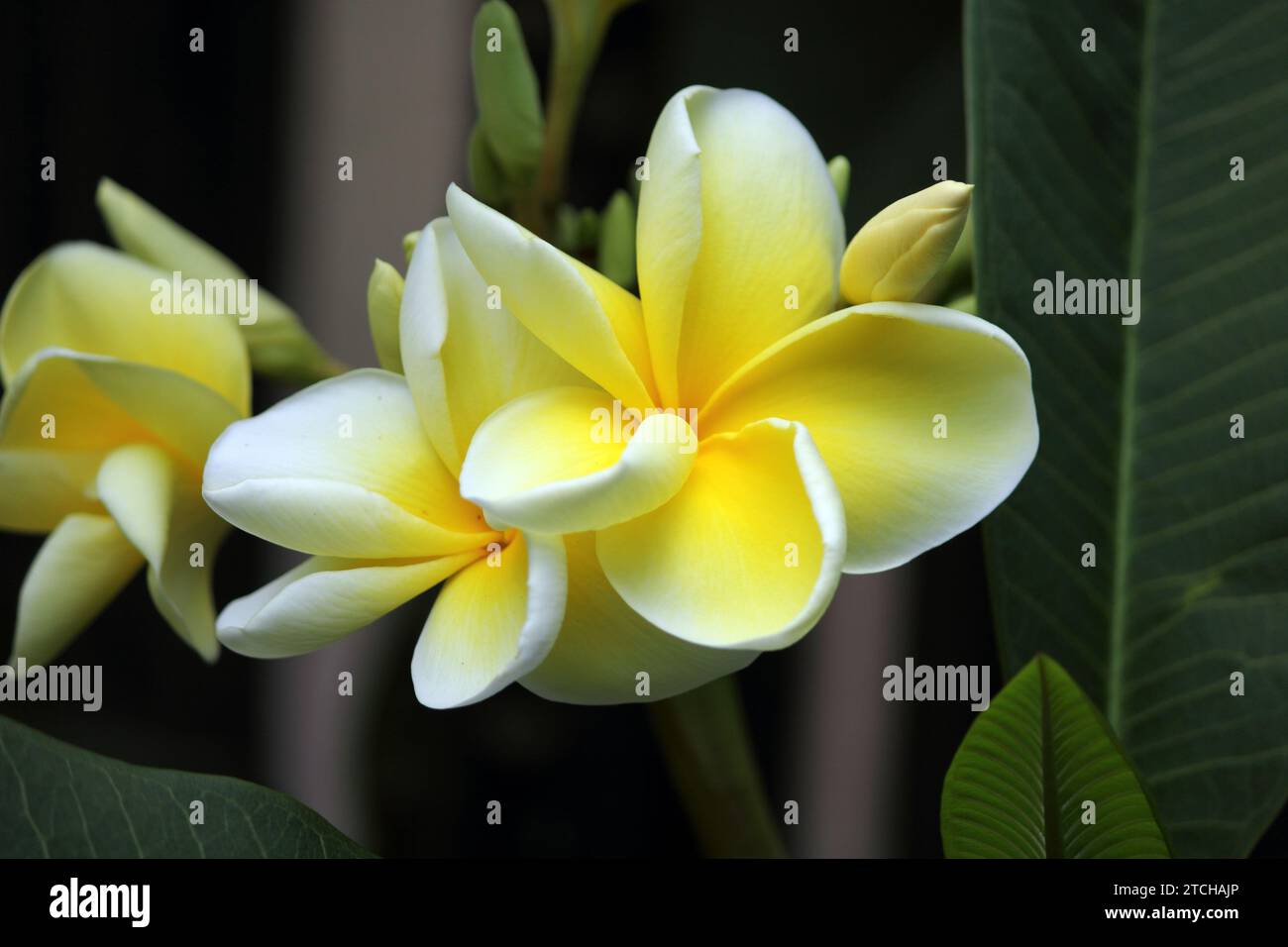 Yellow and white frangipani plumeria flower on a tropical plant in a garden Stock Photo