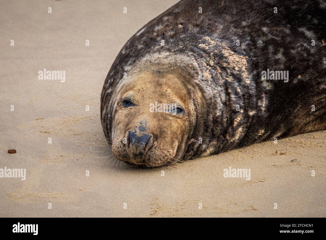 A seal resting on a beach Stock Photo - Alamy