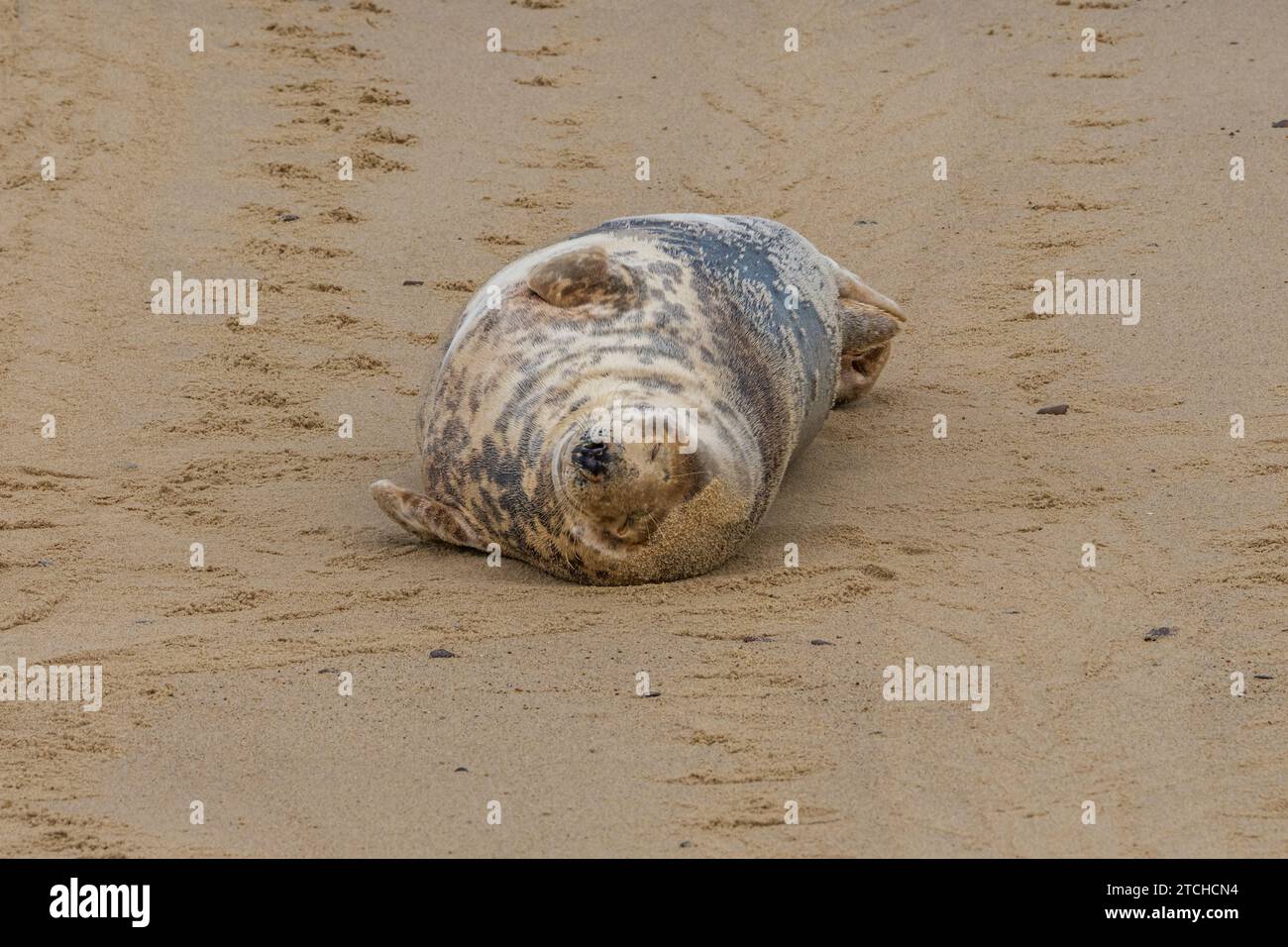 A seal resting on a beach Stock Photo - Alamy
