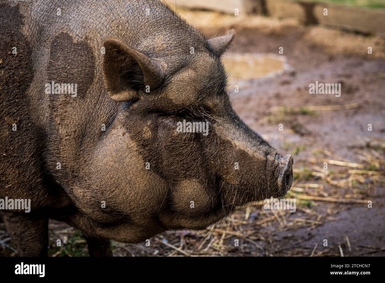 A white potbellied pig in its enclosure Stock Photo Alamy