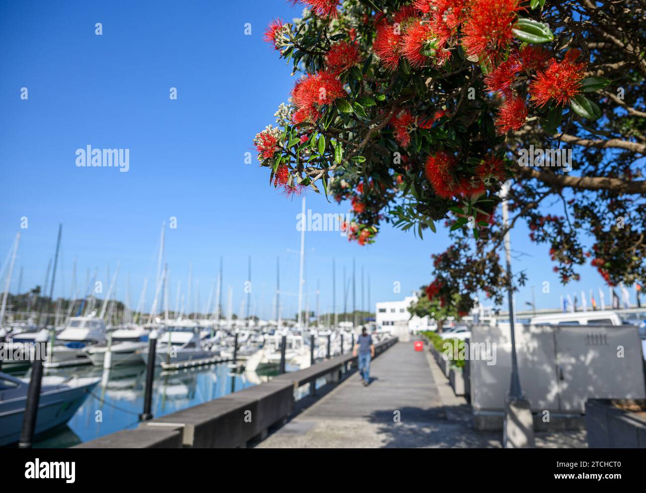 Pohutukawa trees in full bloom. Unrecognisable people and yachts at