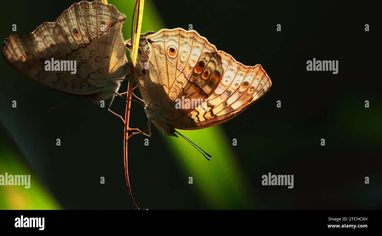 butterfly meeting, beautiful grey pansy butterflies (junonia atlites ...