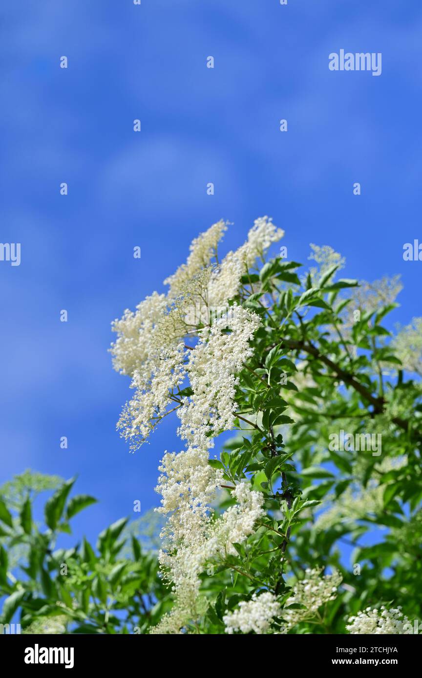 Elderflowers in spring The bestknown type of elderberry is the black