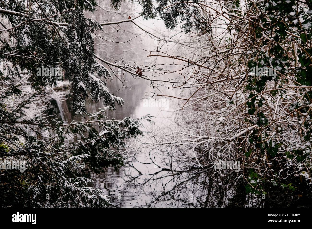 The Snow-Dusted Trees Overlooking a Canal in Salzwedel, Germany. Stock Photo