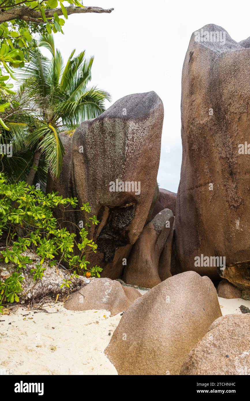 Seychelles beach view, vertical landscape with palm trees and coastal rocks on white sand. La Digue island Stock Photo