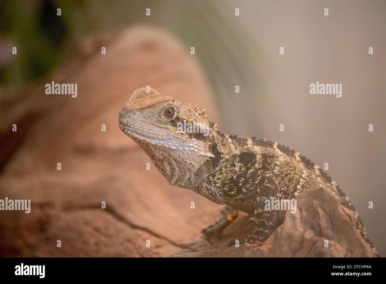 The Water Dragon can be identified by a distinctively deep angular head and nuchal crest of spinose scales that joins the vertebral crest extending do Stock Photo