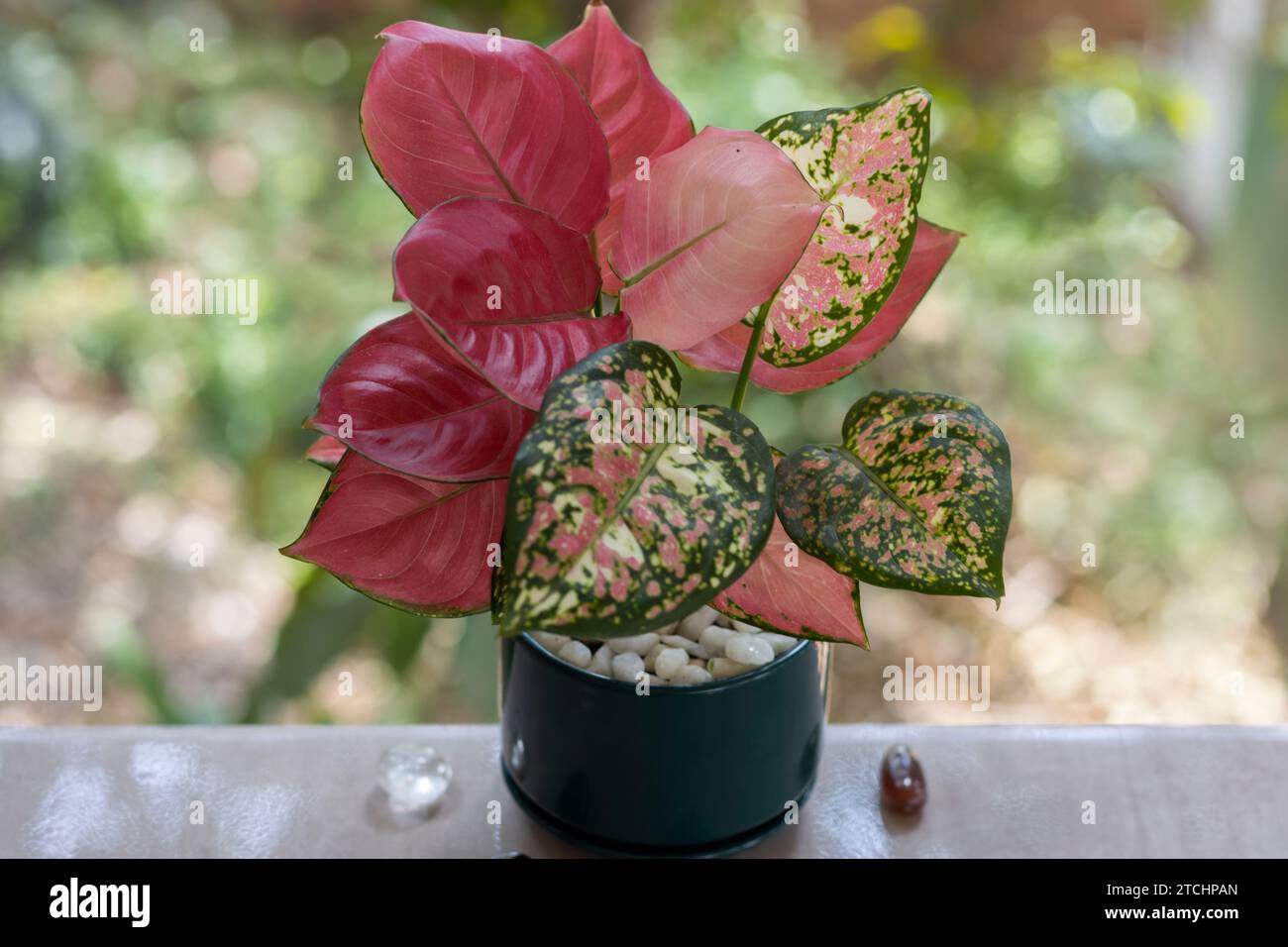 Tropical ornamental plants. Potted plants. Hybrid of Aglaonema Pink