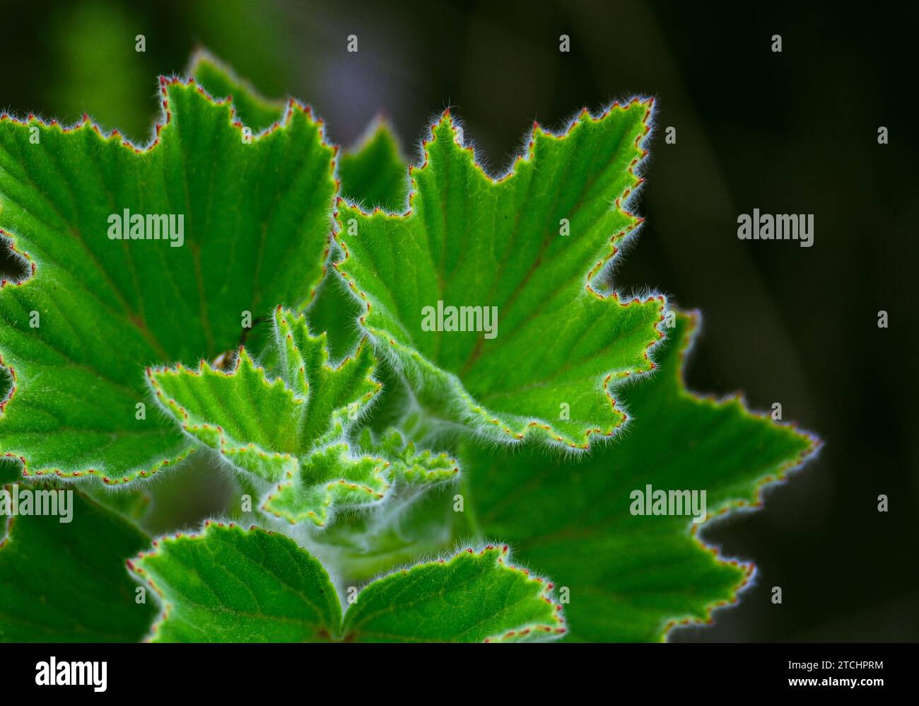 Close up of green leaves (from malva Plant) Stock Photo