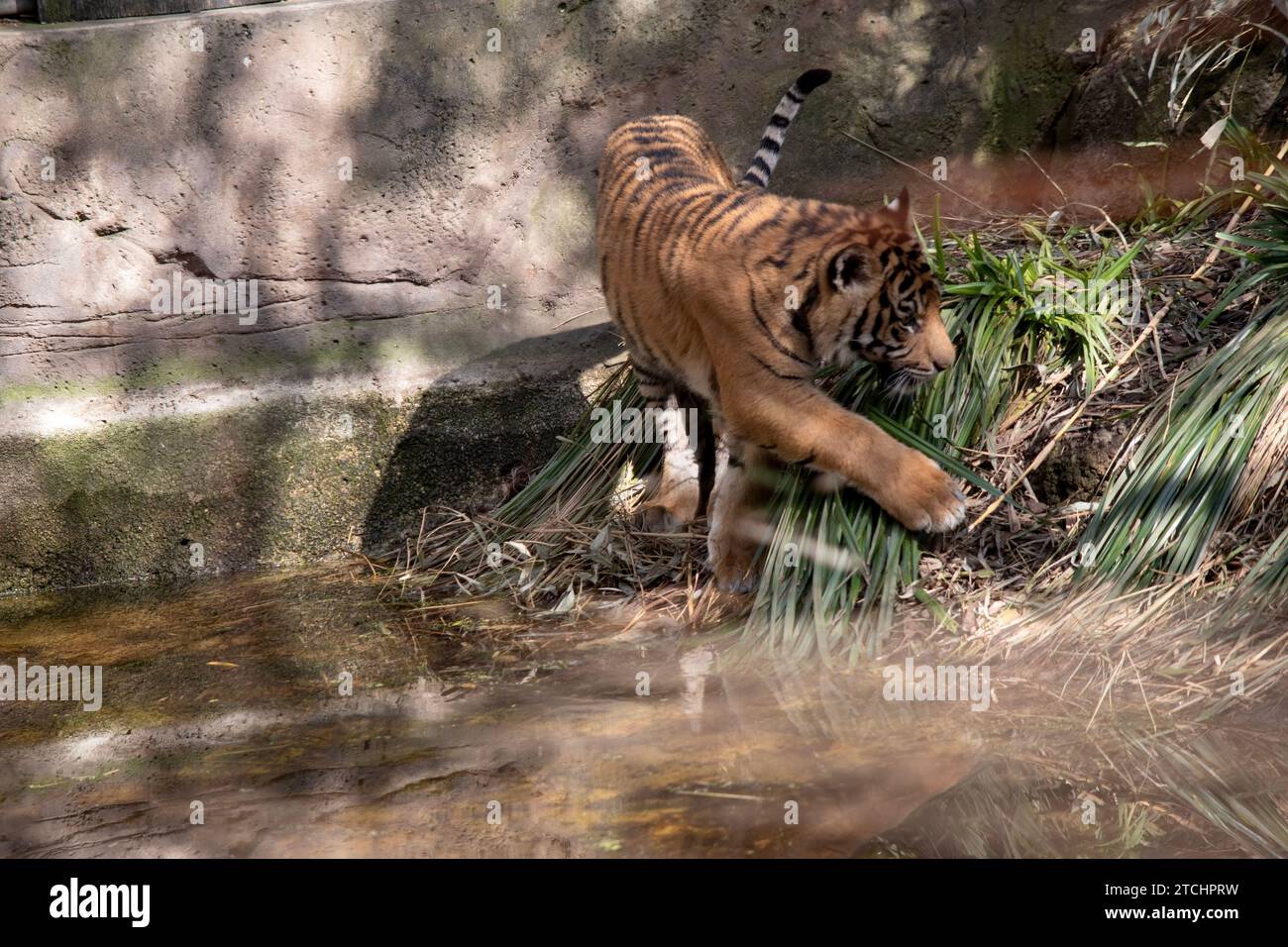 Young tigers have a coat of golden fur with dark stripes, the tiger is