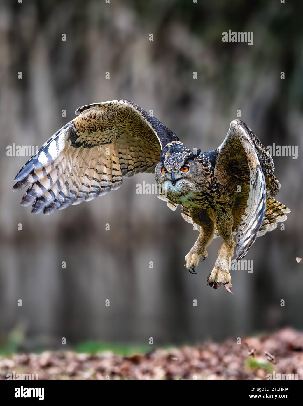 A vertical selective focus shot of a Eurasian eagle-owl flying over a field Stock Photo