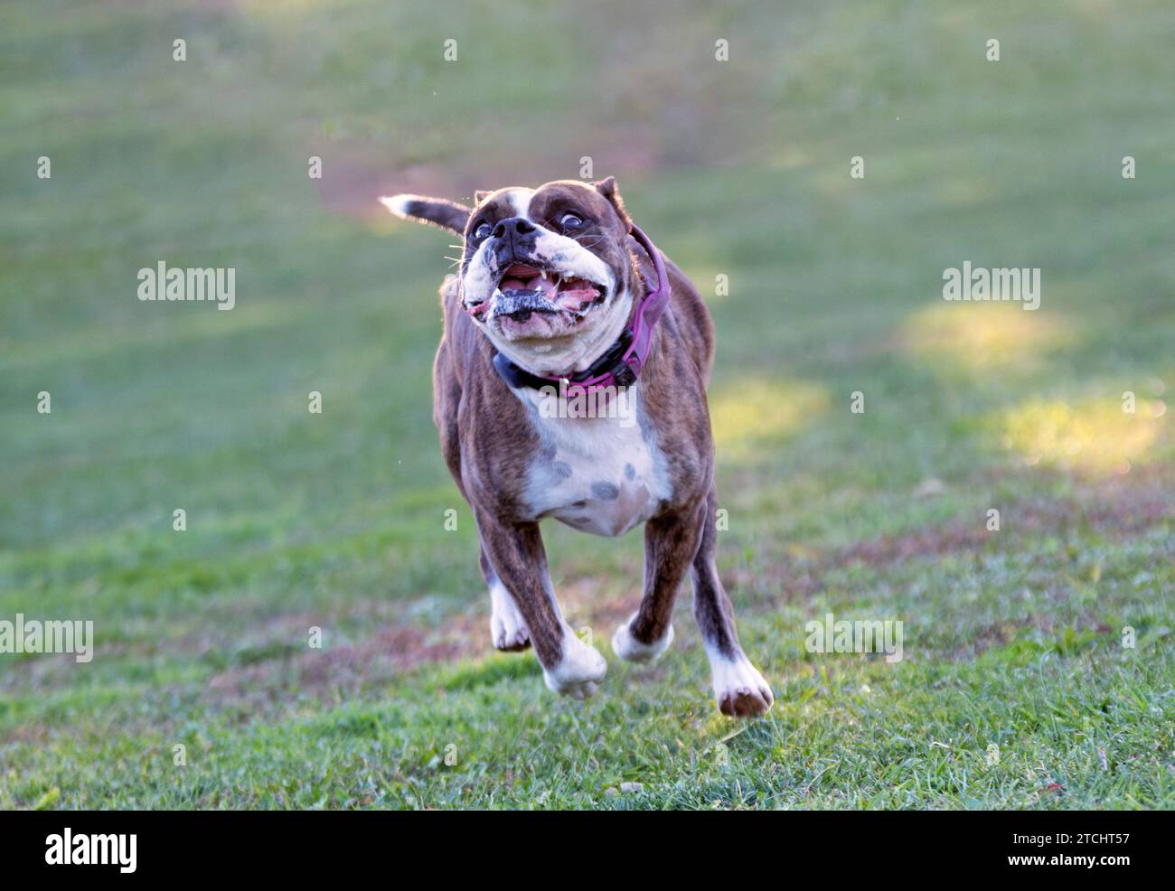 continental bulldog in front of nature background Stock Photo