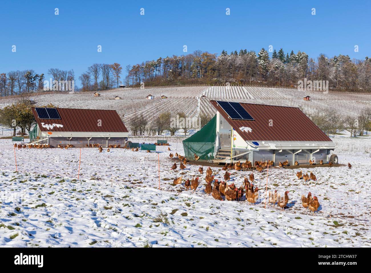 Mobile chicken coops and chickens in a meadow in winter, snow, mobile