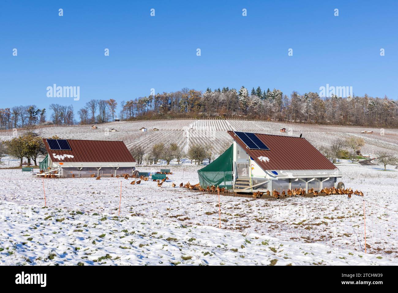 Mobile chicken coops and chickens in a meadow in winter, snow, mobile