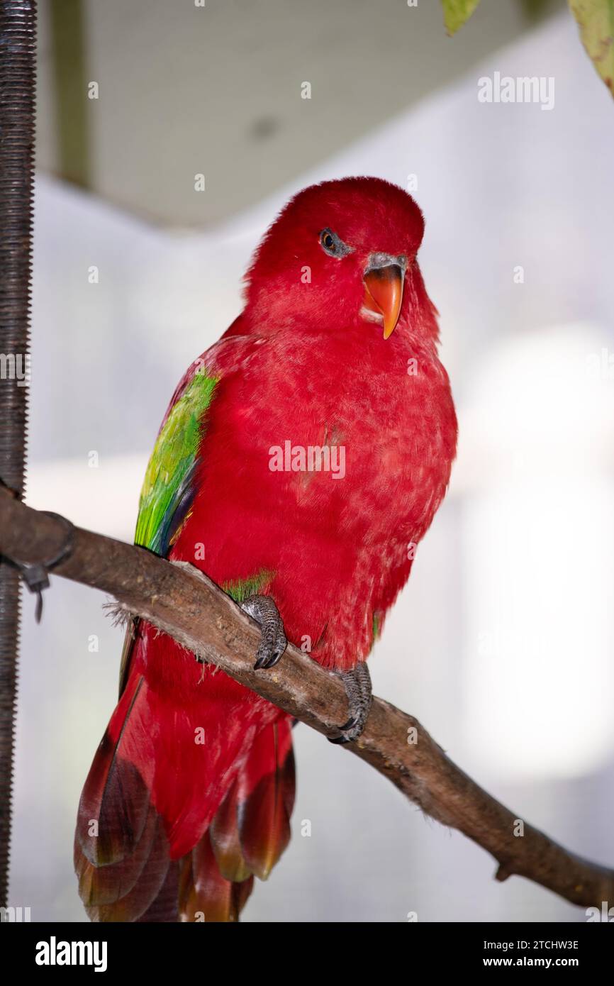 パロットコンプリートスキン/Red winged Parrot パロットコンプリートスキン/Red winged Parrot（187+ Thousand