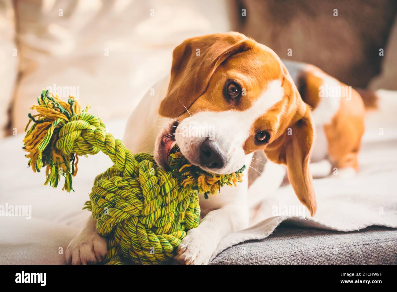Dog with rope toy on sofa. Excited about biting a toy. Copy space Stock Photo