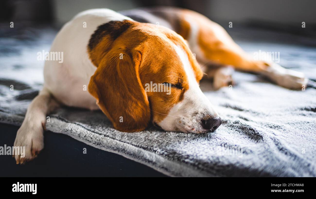 Beagle dog sleeping on a sofa resting during summer heat wave. Sun rays coming through window. Copy space Stock Photo