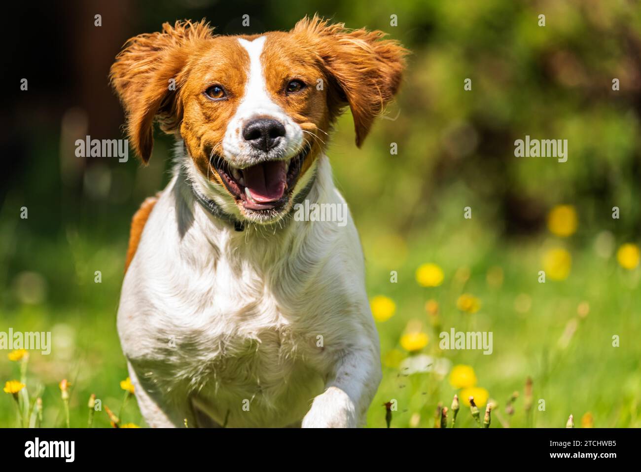 Brittany dog spaniel female puppy running through grass towards camera. Animal background. Copy space on right Stock Photo