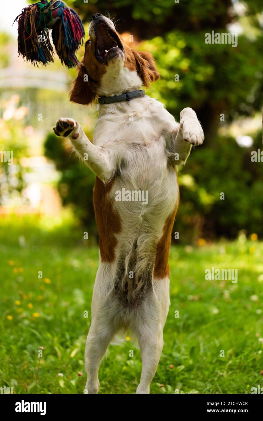 Brittany dog puppy playing outside tug of war. Jumping high to get a rope. Vertical photo Stock Photo