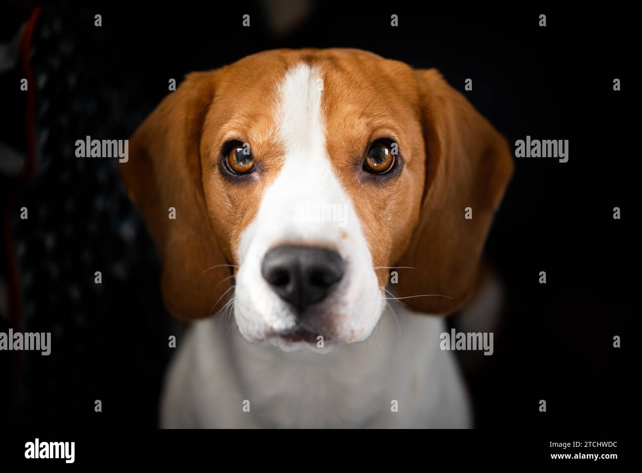 Beagle dog with big eyes sits and looking up towards the camera. Portrait dark background Stock Photo