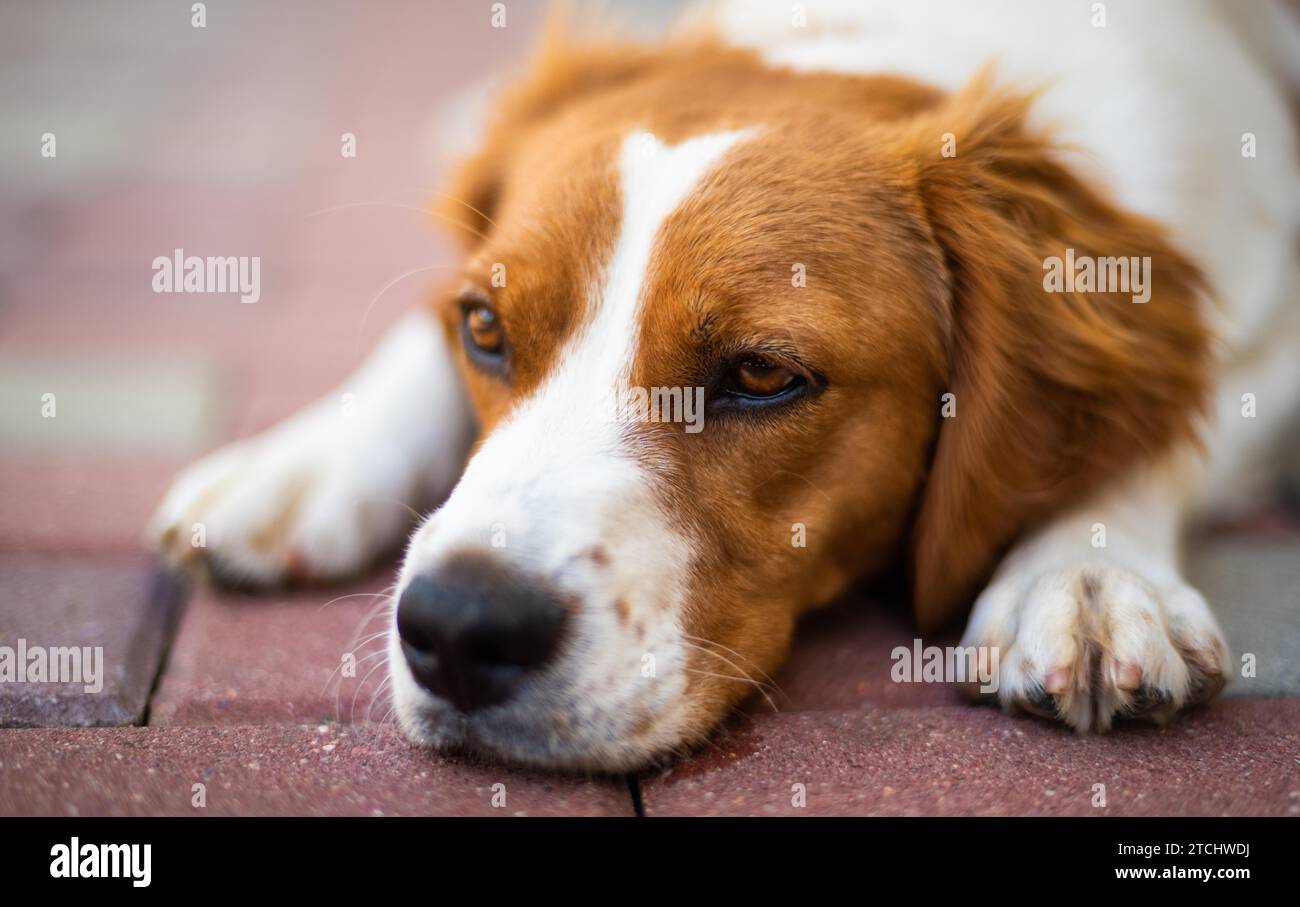 Brittany dog female puppy closeup. Lying down and resting in shade from summer heat. Dog in summer concept Stock Photo
