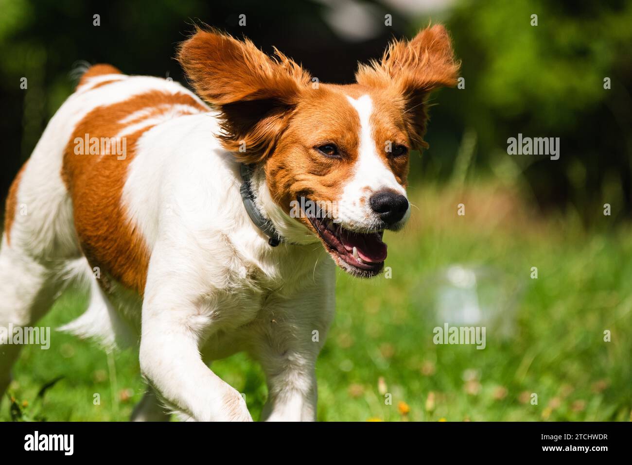 Brittany dog female puppy running through grass towards camera. Animal background. Copy space on right Stock Photo