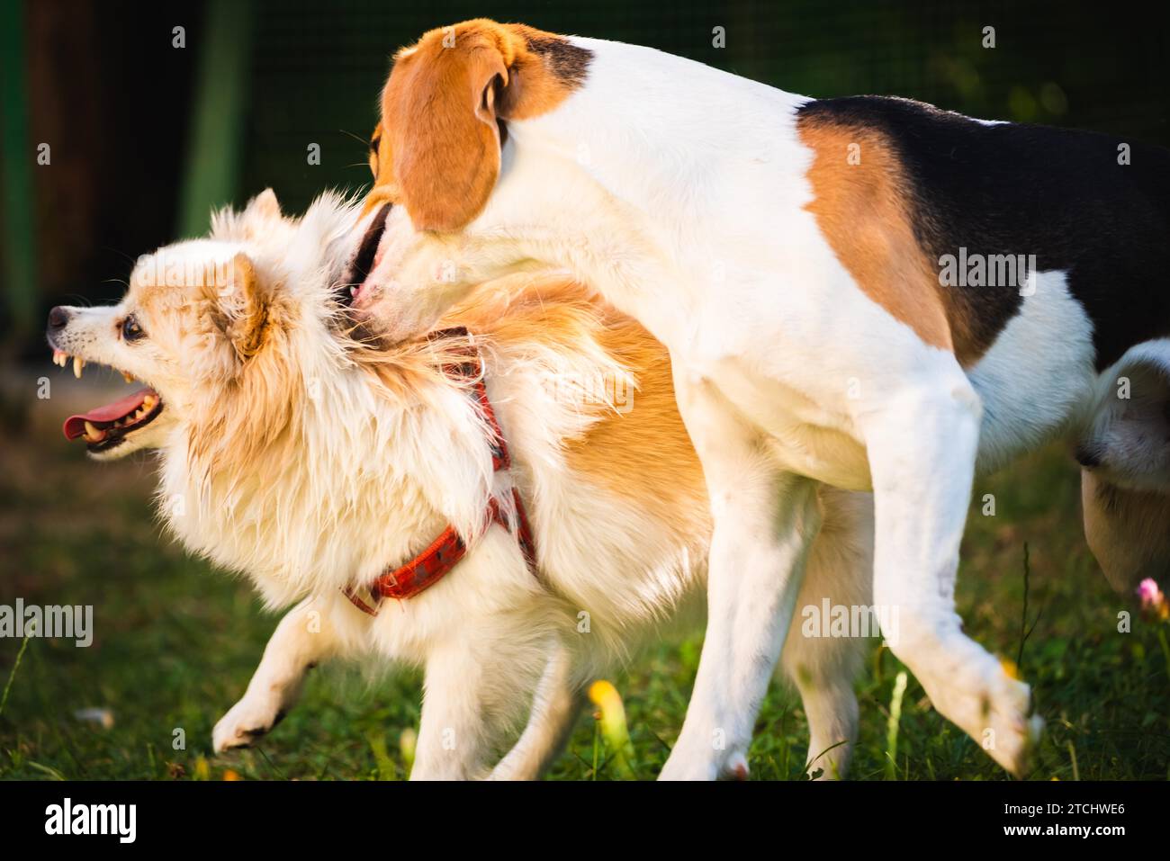 Two dogs playing on a green grass outdoors. Beagle dog with white ...