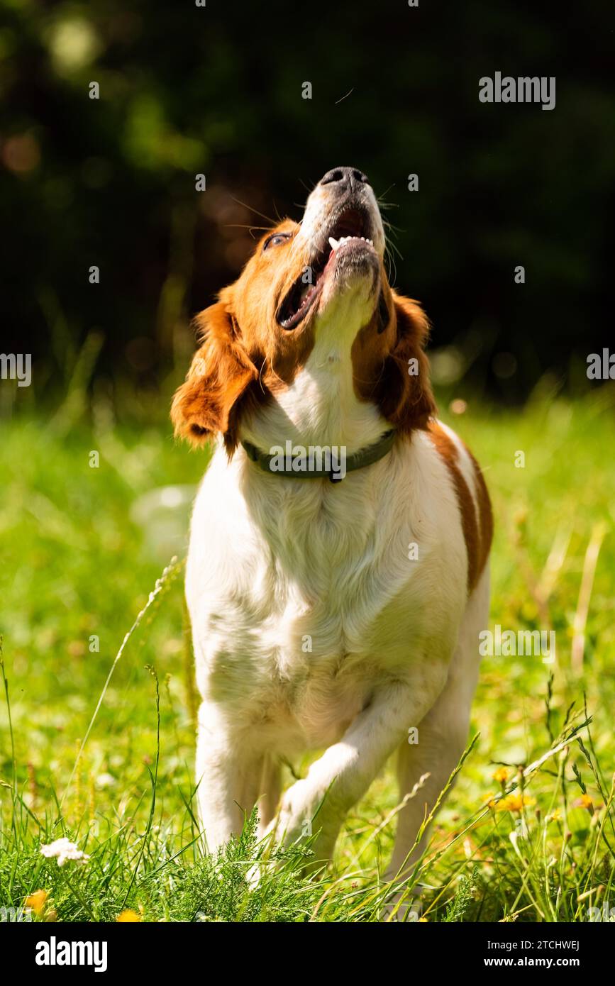 Brittany dog in garden outdoors standing on a grass looking up. Dog background Stock Photo