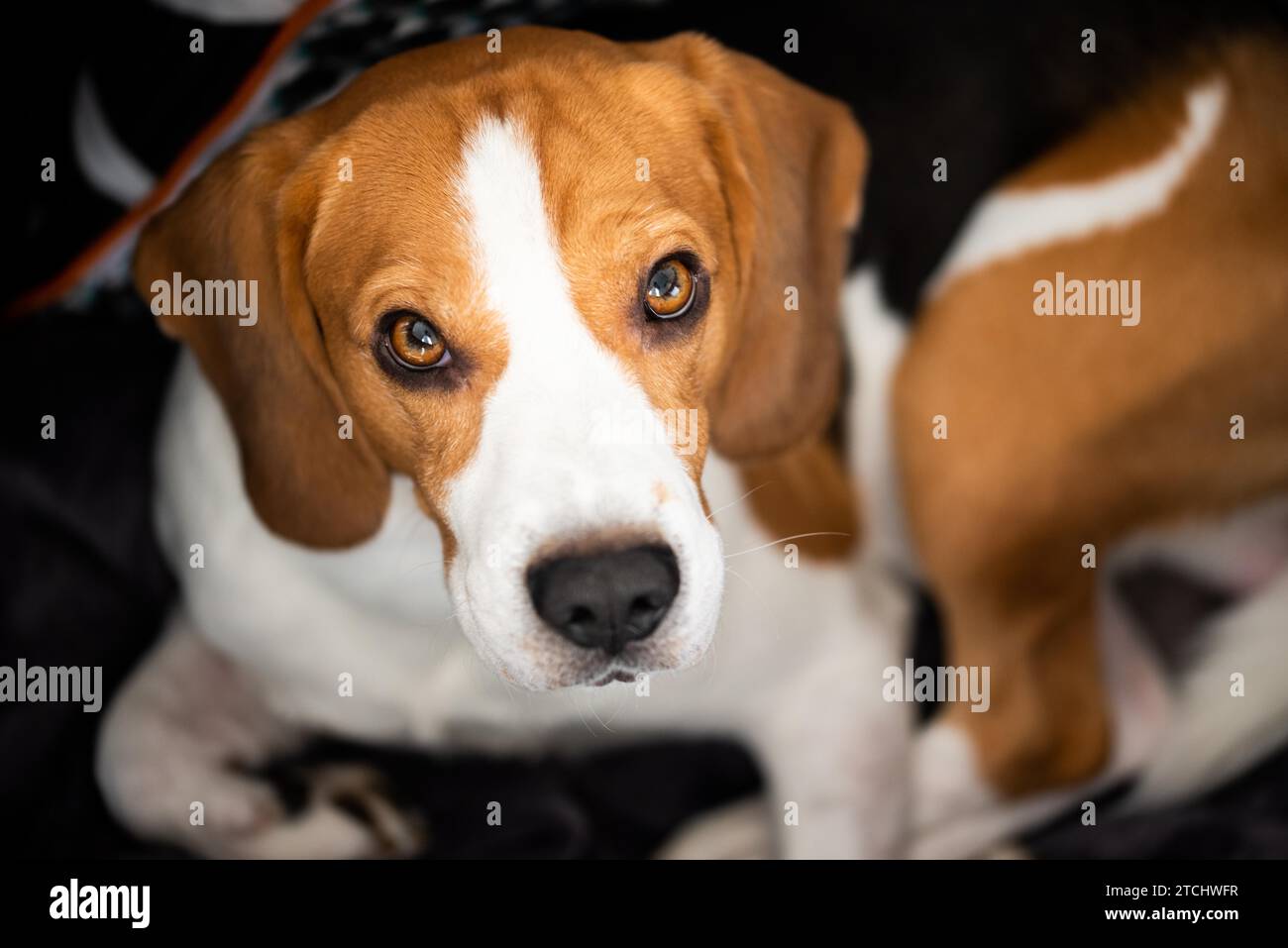 Beagle dog with big eyes lying down and looking up towards the camera. Portrait dark background Stock Photo