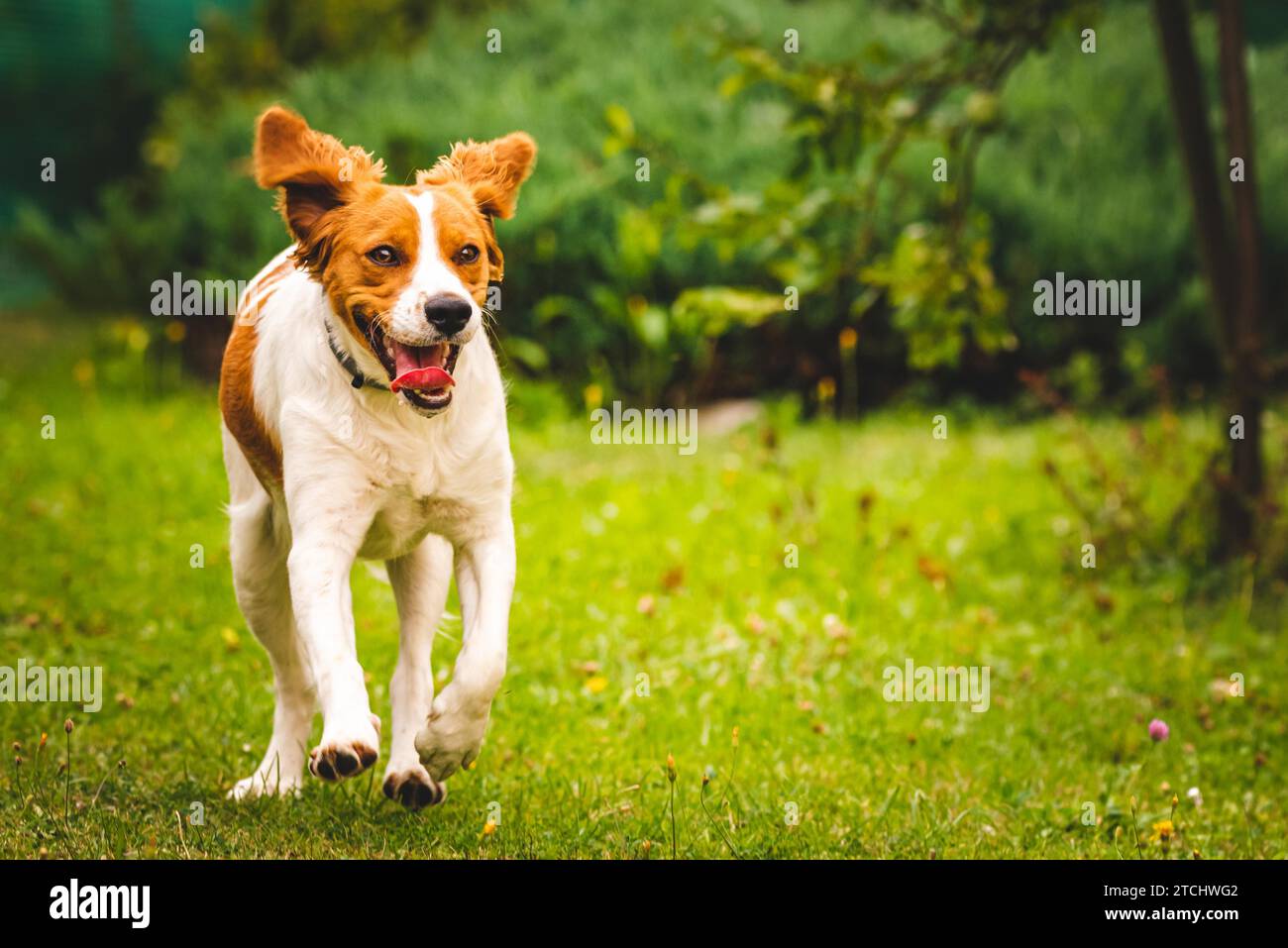 Breton spaniel puppy running towards camera, copy space on right Stock Photo