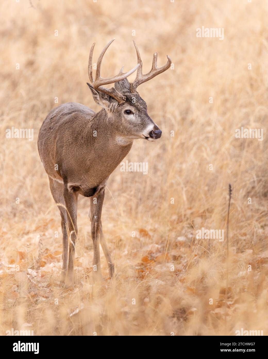 A majestic white-tailed deer with a large set of antlers and dark brown velvet covering the head and neck standing in a grassy meadow in the wild Stock Photo