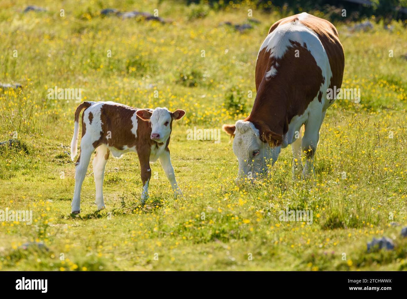 Cows on a meadow in Alps Austria. Schockl mountain above Graz place to visit Stock Photo