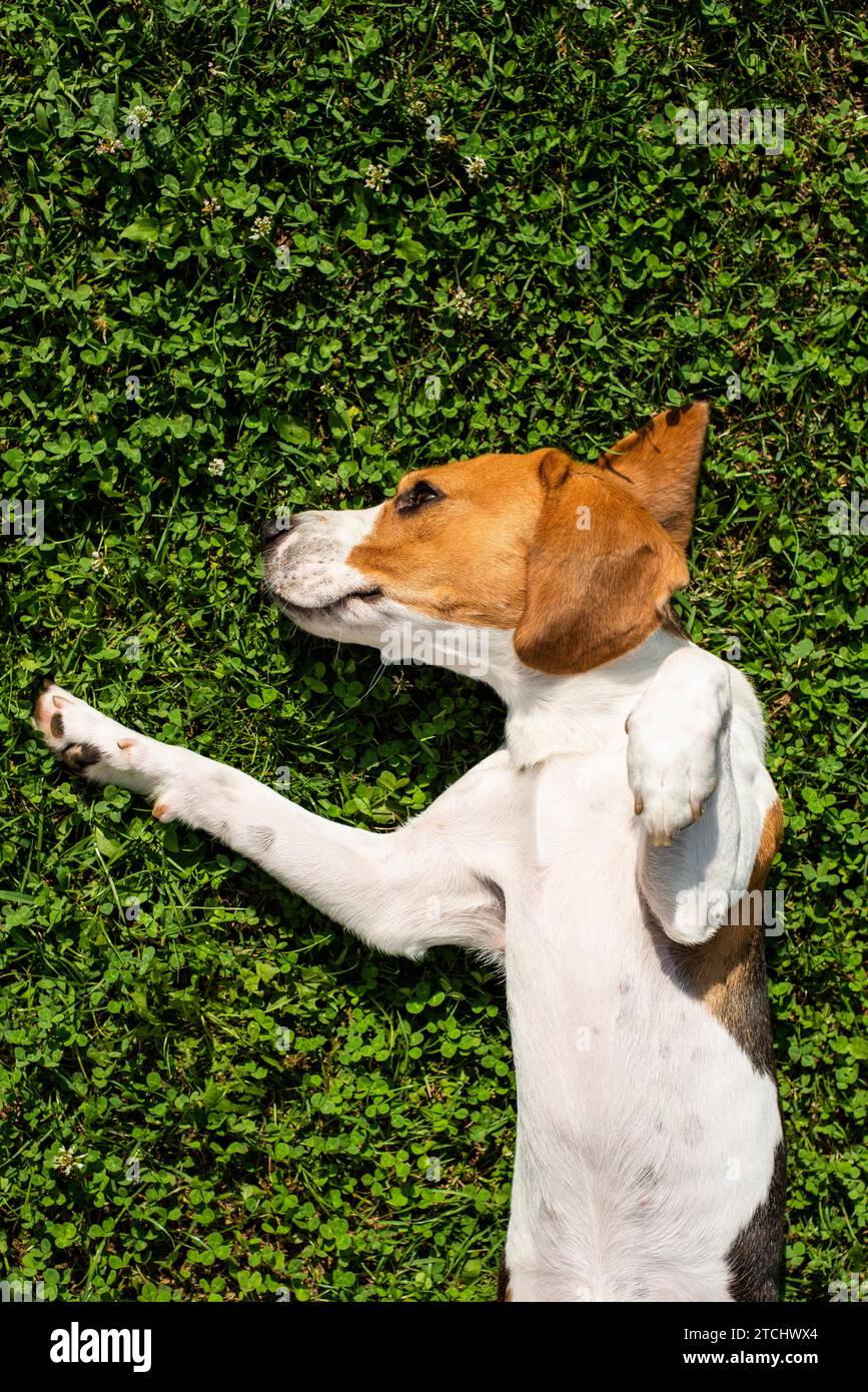 Beagle dog resting in garden in the sun on a grass background Stock Photo